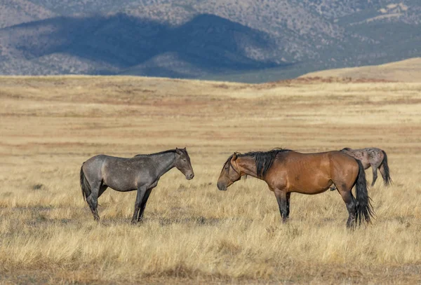 Wild Horses Autumn Utah Desert — Stock Photo, Image