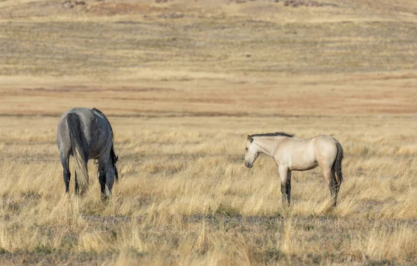 Utah çölünde sonbaharda vahşi atlar