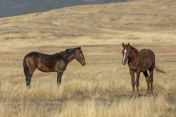 Wild Horses Autumn Utah Desert — Stock Photo, Image