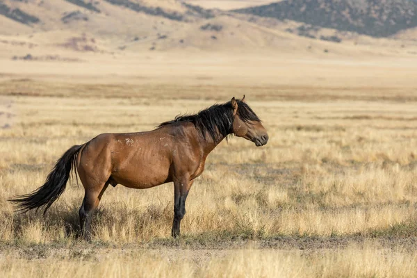 Hermoso Caballo Salvaje Otoño Desierto Utah — Foto de Stock