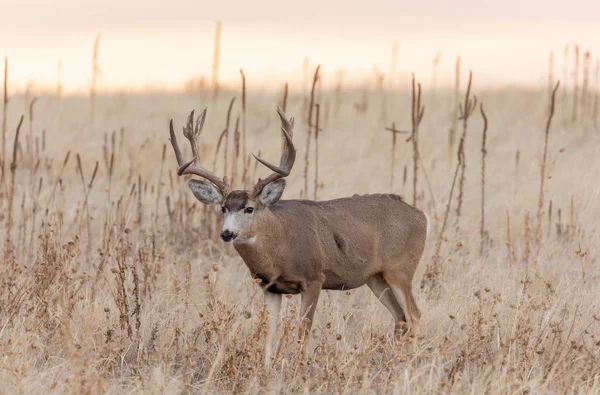 Een Ezel Hert Bok Bij Zonsopgang Tijdens Herfst Bronst — Stockfoto