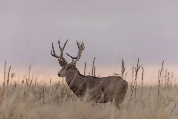 Mule Deer Buck Sunrise Fall Rut — 스톡 사진