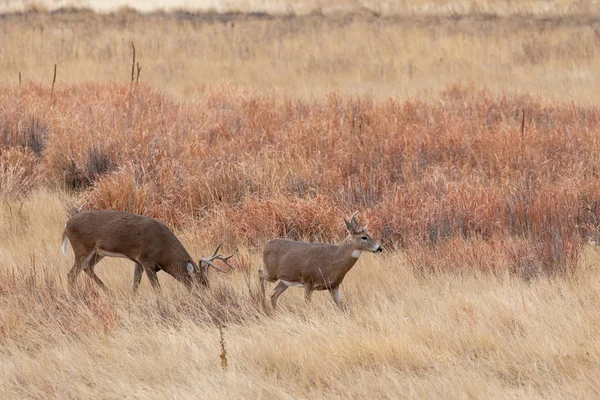 Pair Whitetail Deer Bucks Fall Rut — Stock Photo, Image