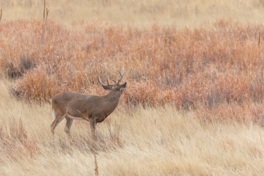 Colorado 'daki sonbahar monotonluğu sırasında bir beyaz kuyruklu geyik geyiği.