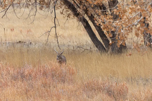 Whitetail Rådjur Bock Hösten Rut Colorado — Stockfoto