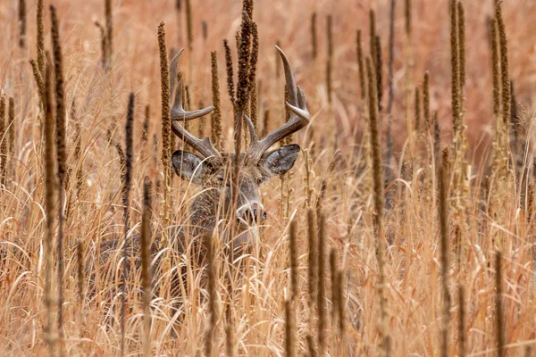 Cervo Bianco Buck Durante Carreggiata Autunnale Colorado — Foto Stock