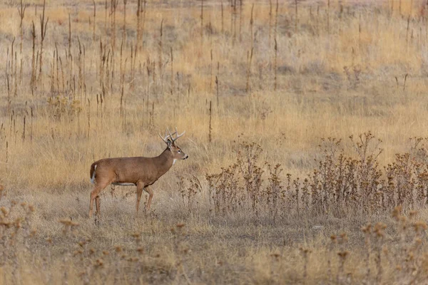 秋天的车辙中科罗拉多州的一头小鹿 — 图库照片