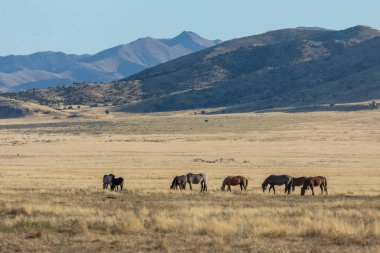 Sonbaharda Utah çölünde bir yabani gül sürüsü.