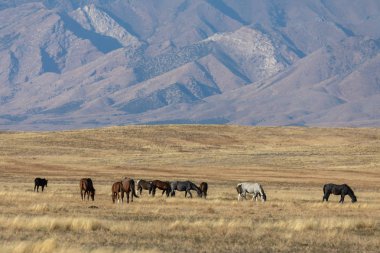 Sonbaharda Utah çölünde bir yabani gül sürüsü.