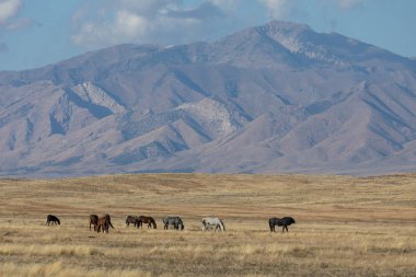 Sonbaharda Utah çölünde bir yabani gül sürüsü.