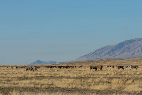 Een Kudde Wilde Rozen Utah Woestijn Herfst — Stockfoto