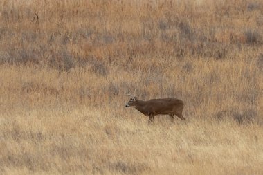 Colorado 'da sonbahar monotonluğunda beyaz kuyruklu geyik avı