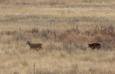 Colorado 'da sonbahar monotonluğunda beyaz kuyruklu geyik geyiği