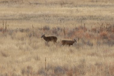 Colorado 'da sonbahar monotonluğunda beyaz kuyruklu geyik geyiği