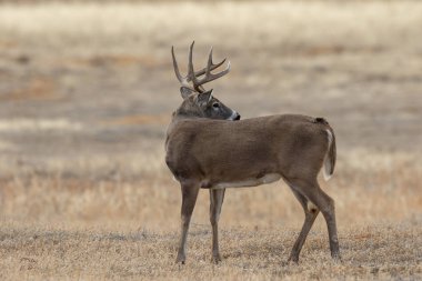 Colorado 'daki sonbahar monotonluğu sırasında bir beyaz kuyruklu geyik geyiği.