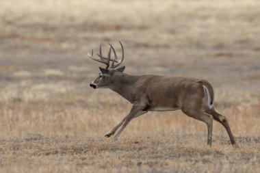 Colorado 'daki sonbahar monotonluğu sırasında bir beyaz kuyruklu geyik geyiği.