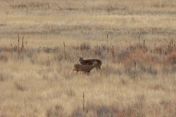 Whitetail Deer Bucks Fall Rut Colorado — Stockfoto
