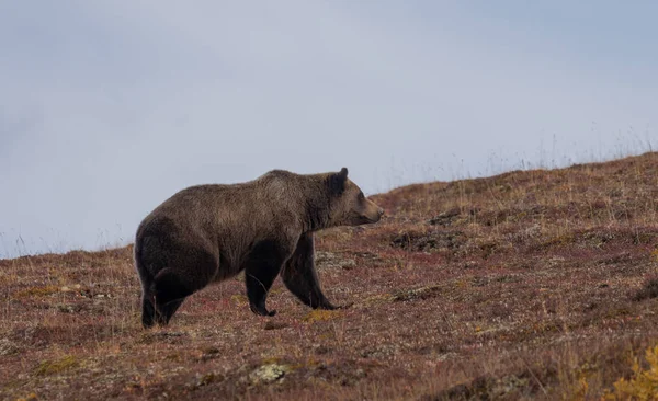 Medvěd Grizzly Národním Parku Denali Aljašce Podzim — Stock fotografie