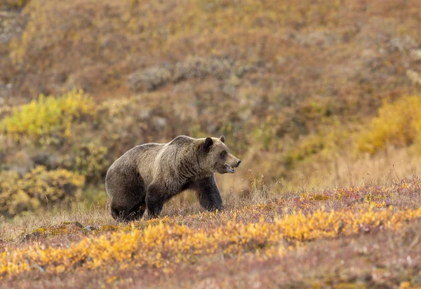 Niedźwiedź Grizzly Denali National Park Alaska Jesienią — Zdjęcie stockowe