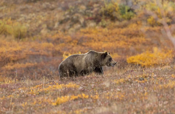 Orso Grizzly Nel Denali National Park Alaska Autunno — Foto Stock