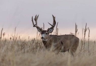 a buck mule deer during the fall rut in Colorado clipart