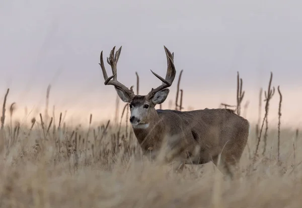 Cerf Mulet Pendant Ornière Automne Dans Colorado — Photo