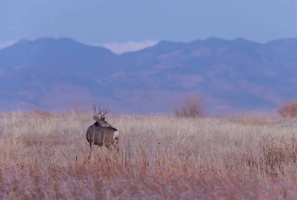 Ciervo Mula Buck Durante Rutina Otoño Colorado —  Fotos de Stock