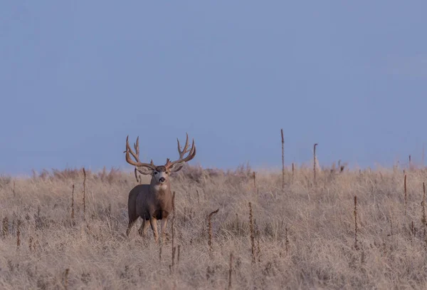 Ciervo Mula Buck Durante Rutina Otoño Colorado —  Fotos de Stock