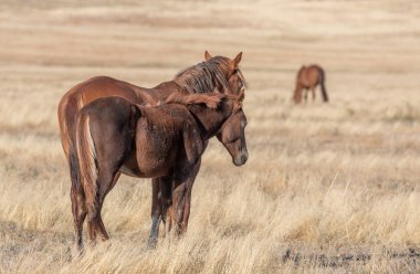 Utah çölünde sonbaharda güzel vahşi atlar