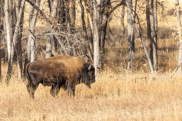 Majestic American Bison Nas Pastagens — Fotografia de Stock