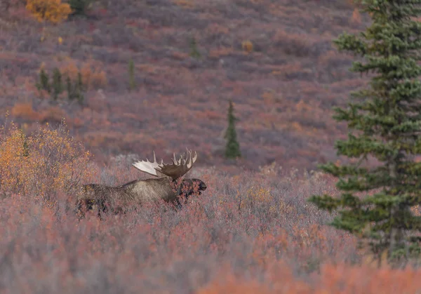 Een Alaska Yukon Stier Eland Herfst Denali National Park — Stockfoto