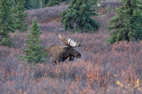 Een Alaska Yukon Stier Eland Herfst Denali National Park — Stockfoto