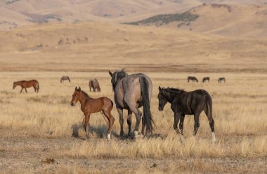 Utah çölünde sonbaharda vahşi bir kısrak ve tay.