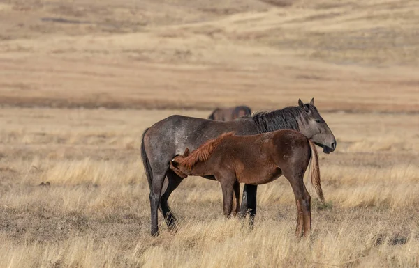 Wild Horse Mare Foal Utah Desert Fall — Stock Photo, Image