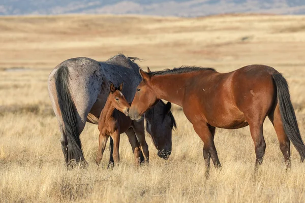 Wild Horse Mare Foal Utah Desert Fall — Stock Photo, Image