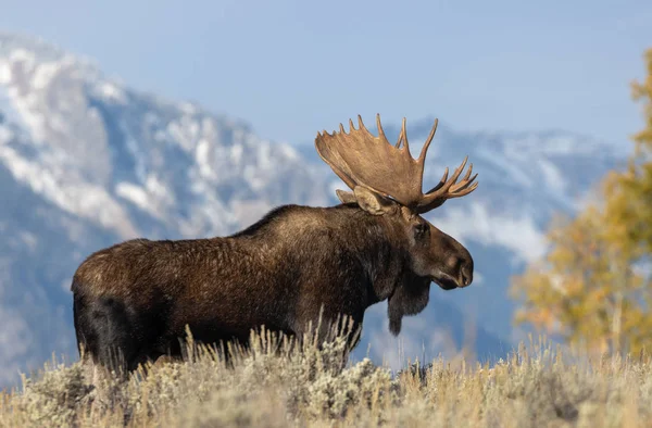 Alce Toro Otoño Wyoming — Foto de Stock