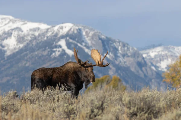 Een Stier Eland Herfst Wyoming — Stockfoto