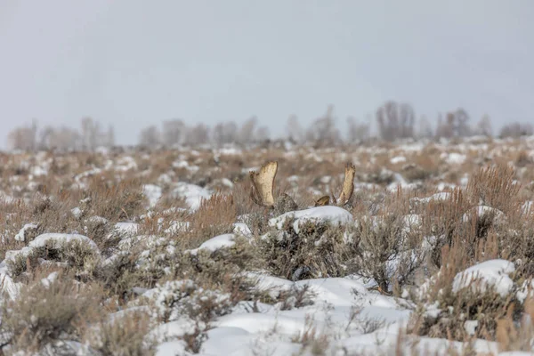 Wyoming Kışın Çayır Tarlasında Yatan Bir Boğa Geyiği — Stok fotoğraf