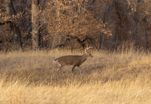 Een Witstaart Hert Bok Herfst Colroado — Stockfoto