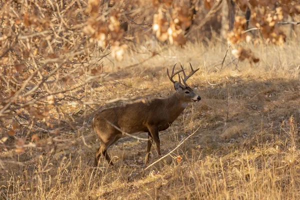 Een Witstaart Hert Bok Herfst Colroado — Stockfoto