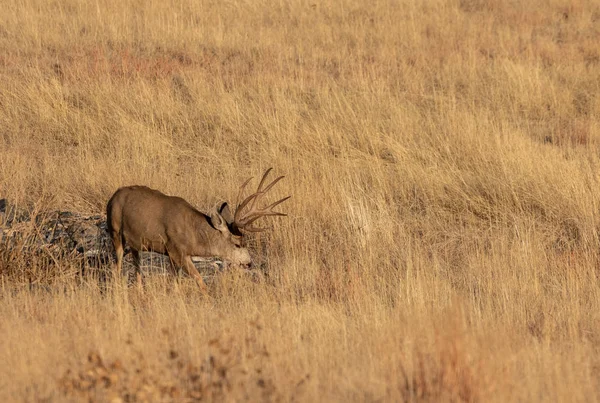 Mule Deer Buck Autumn Colorado — Stock Photo, Image
