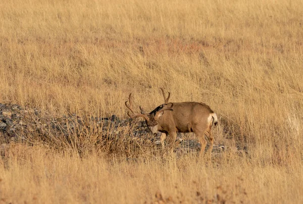 Cerf Mulet Buck Automne Dans Colorado — Photo