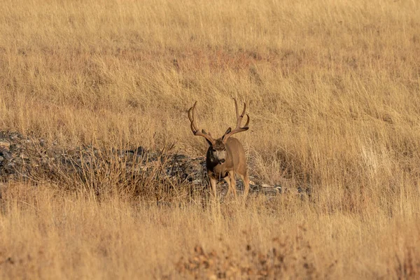 Een Ezel Hert Bok Herfst Colorado — Stockfoto