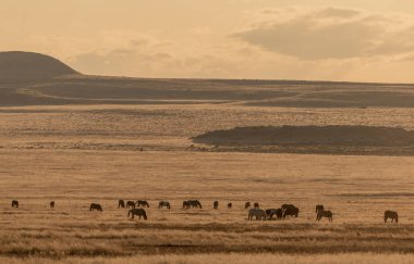Utah çölünde sonbaharda vahşi atlar