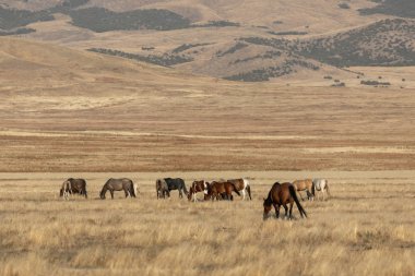 Utah çölünde sonbaharda vahşi atlar