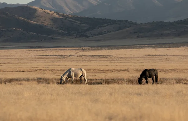 Divoké Koně Poušti Utah Podzim — Stock fotografie