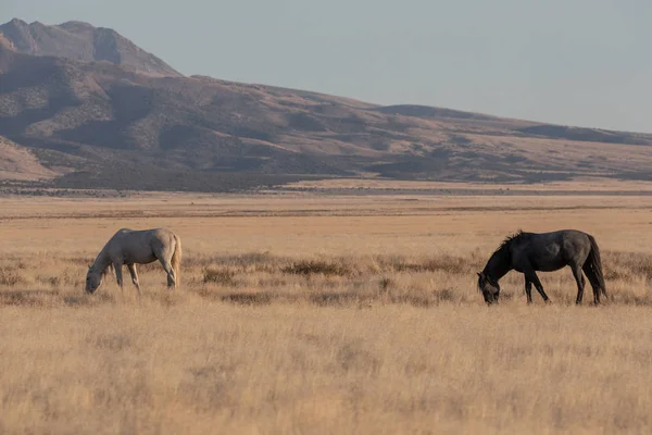 Utah Çölünde Sonbaharda Vahşi Atlar — Stok fotoğraf