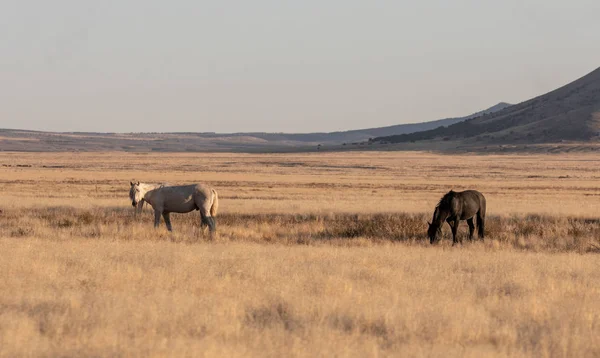 Cavalli Selvatici Nel Deserto Dello Utah Autunno — Foto Stock