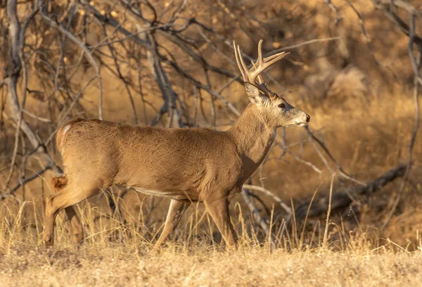 Een Witstaart Hert Bok Sleur Colorado Herfst — Stockfoto