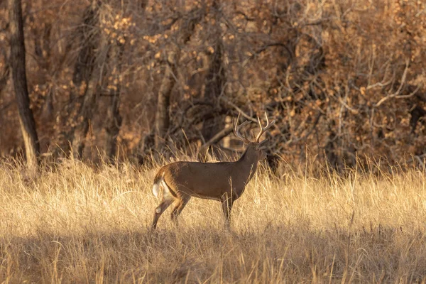 Een Witstaart Hert Bok Sleur Colorado Herfst — Stockfoto